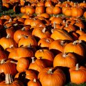 50th Annual Morton Pumpkin Festival Reminder